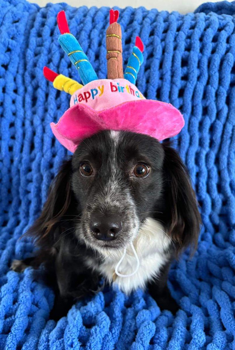 DogsBirthdays's tweet image. 