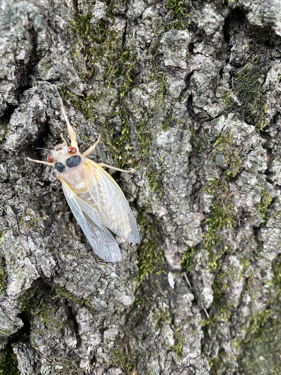 BREAKING nature news, cicadas actively emerging RIGHT NOW @MortonArboretum