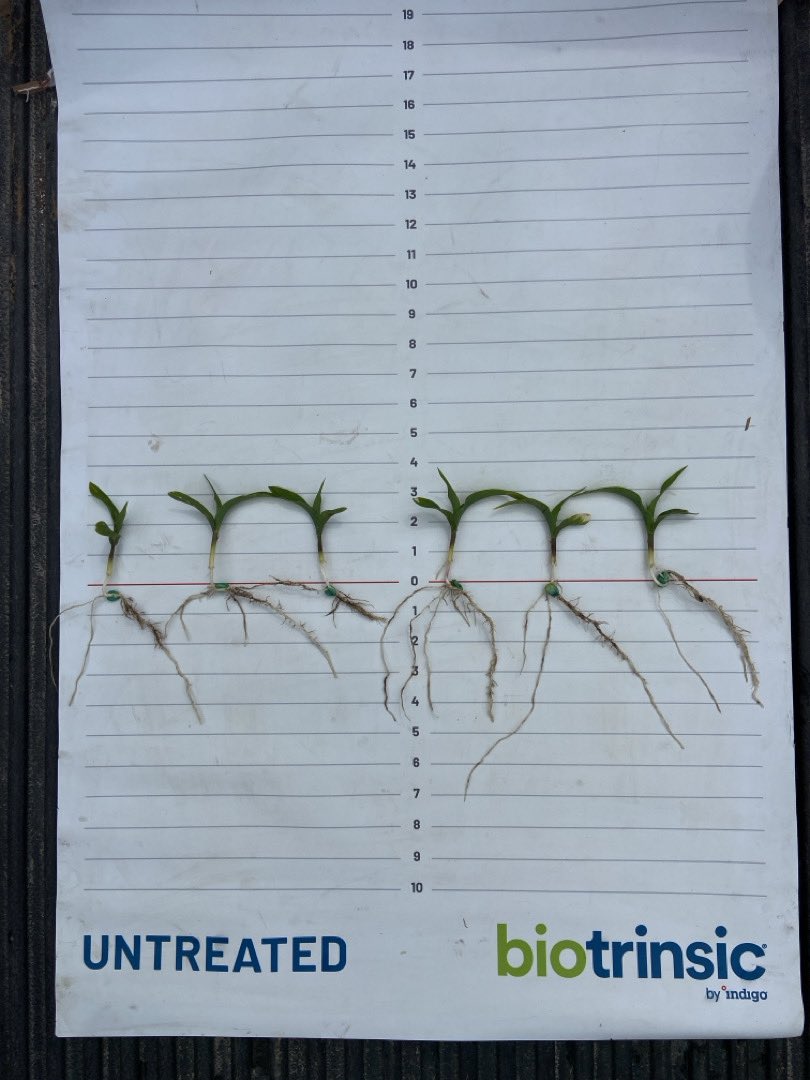 MattPowe1's tweet photo. Biotrinsic W12 is flexing its muscle in this corn trial near Altamont, Kansas. Although the soil has been saturated, treated plants are accessing and cycling more nutrients allowing them to be more vigorous and exhibit and darker green color as shown in these photos I captured. https://t.co/Dp54u2SQ7D