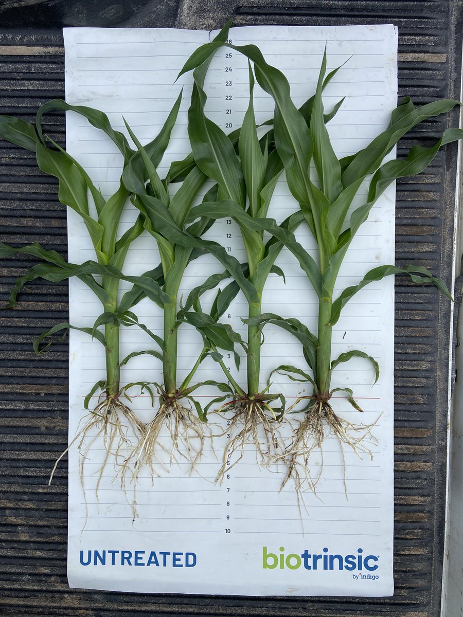 MattPowe1's tweet photo. Biotrinsic W12 is flexing its muscle in this corn trial near Altamont, Kansas. Although the soil has been saturated, treated plants are accessing and cycling more nutrients allowing them to be more vigorous and exhibit and darker green color as shown in these photos I captured. https://t.co/Dp54u2SQ7D