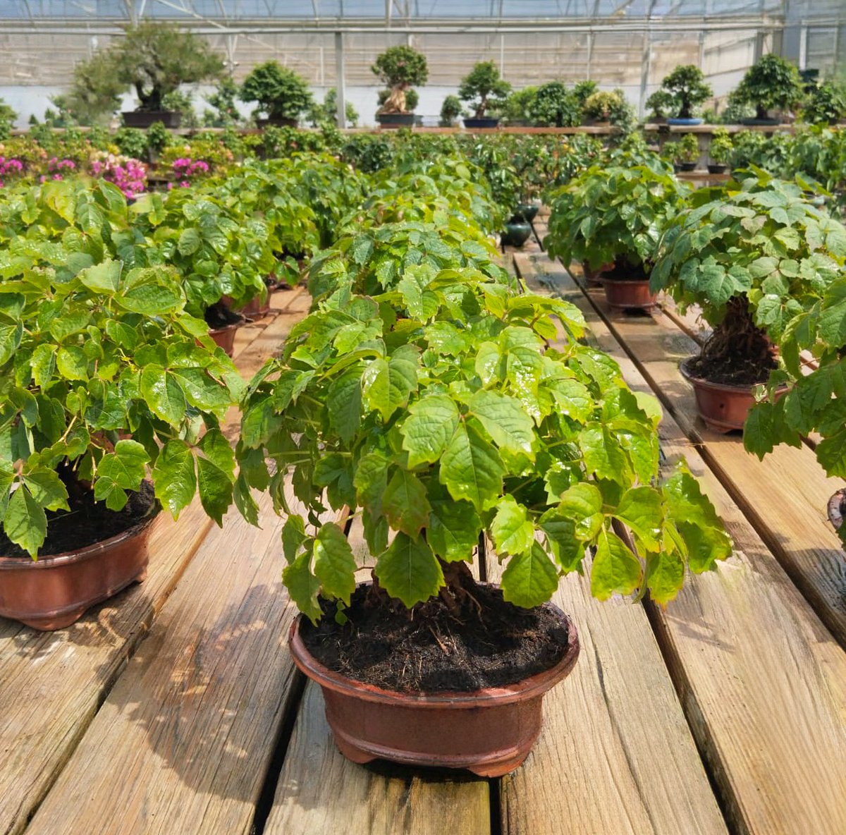 El Bonsái Parthenocissus, comúnmente conocido como parra, es un bonsái típicamente mediterráneo. Se recomienda ubicarlo en el exterior, donde sus hojas caducas seguirán el ciclo de las parras que vemos en los viñedos, cambiando de color según la estación. ¡Descúbrelo!