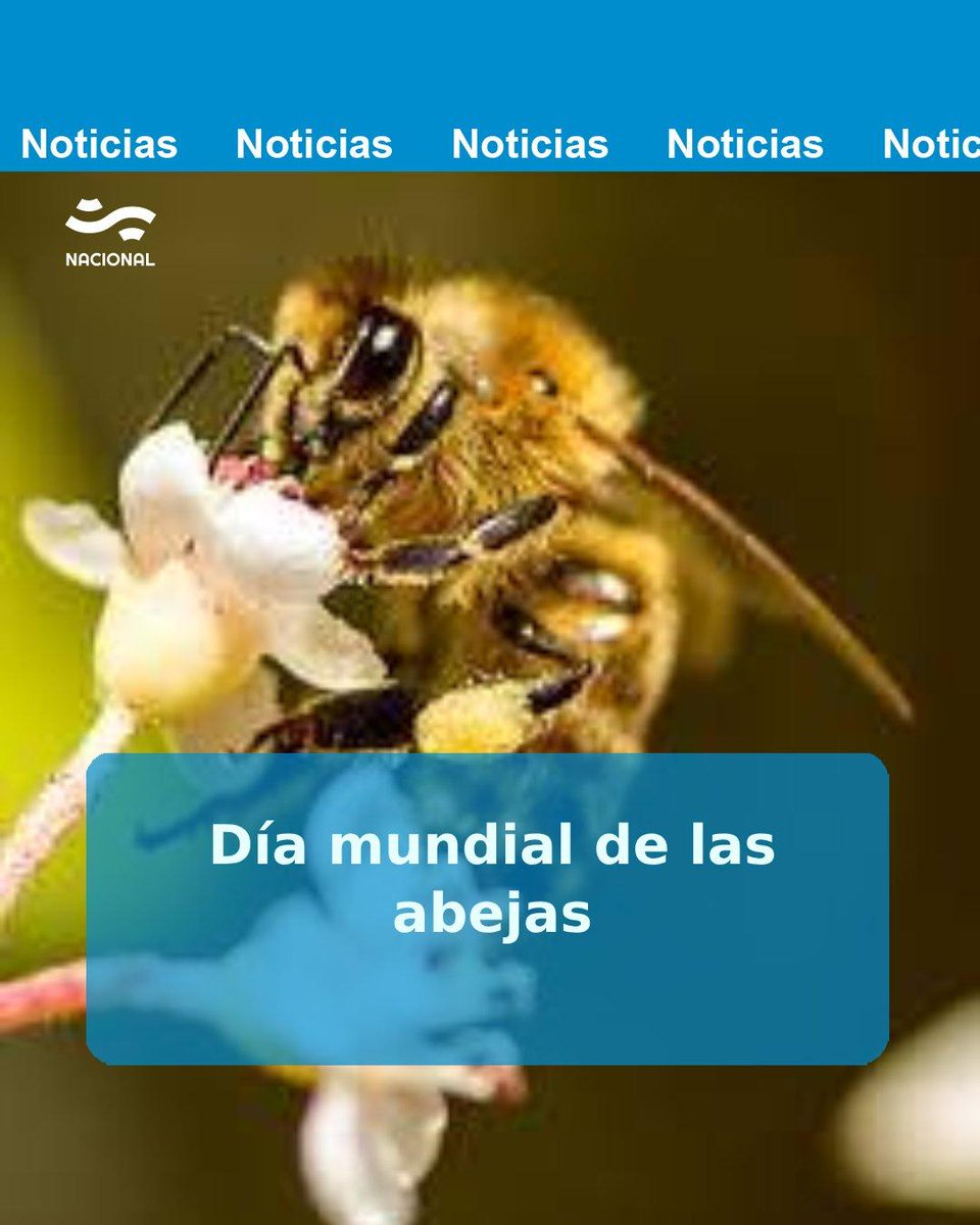 📆🐝Día mundial de las abejas 
Fermin Chamorro García, investigador postdoctoral del Instituto de Biología Subtropical /IBS) nos habló de la importancia de la conservación de ésta especie y el rol que cumplen en el ecosistema y la subsistencia de los seres humanos.