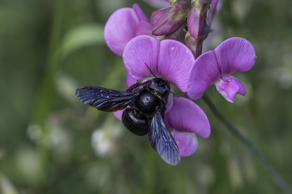 Hoje, celebramos o Dia Mundial da Abelha! 🐝 Celebramos a importância das abelhas e outros insetos polinizadores. Em Portugal, temos 750 espécies de abelhas, algumas delas ativas nesta altura do ano. E temos um guia rápido para ajudar a identificá-las - academia.cienciaviva.pt