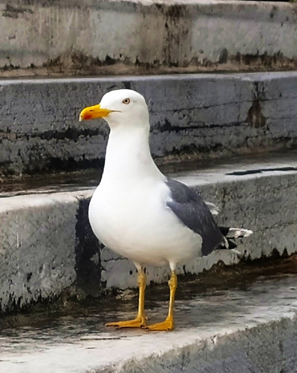 Kardeş, havalar yine çelpeşük...