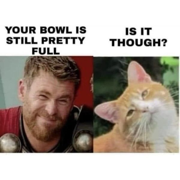 Cats, am I right?! #catmemes #funnycats #emptybowl