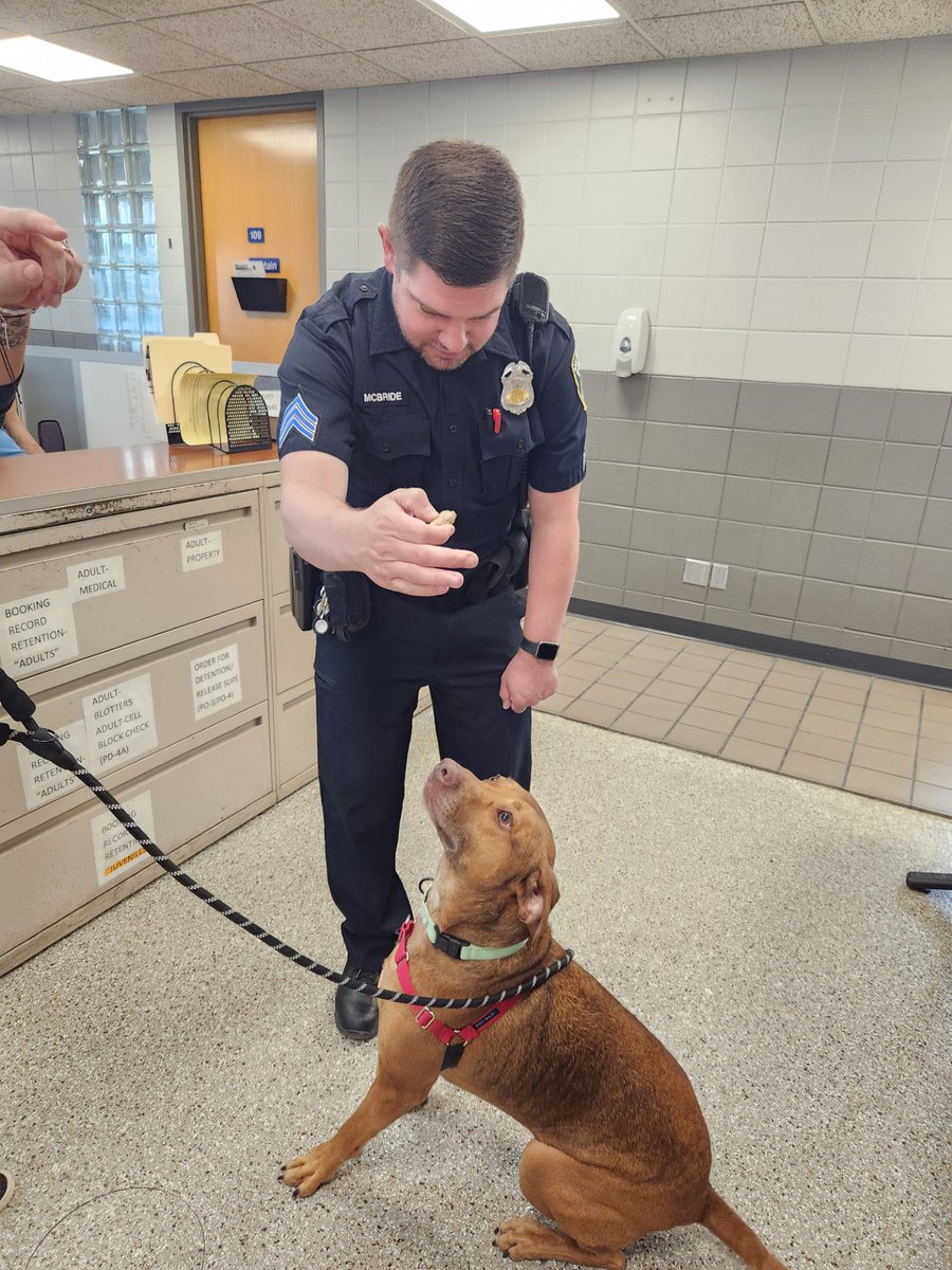 #MKEPD #MPDDistrict6 Let's find 'Hans' his fur-ever home! 🚔🐾💙 District 6 is working with the @MADACC to feature dogs who need a loving home to adopt them. This week we are featuring Hans. Hans is full of energy, loves back scratches, and going out to explore.