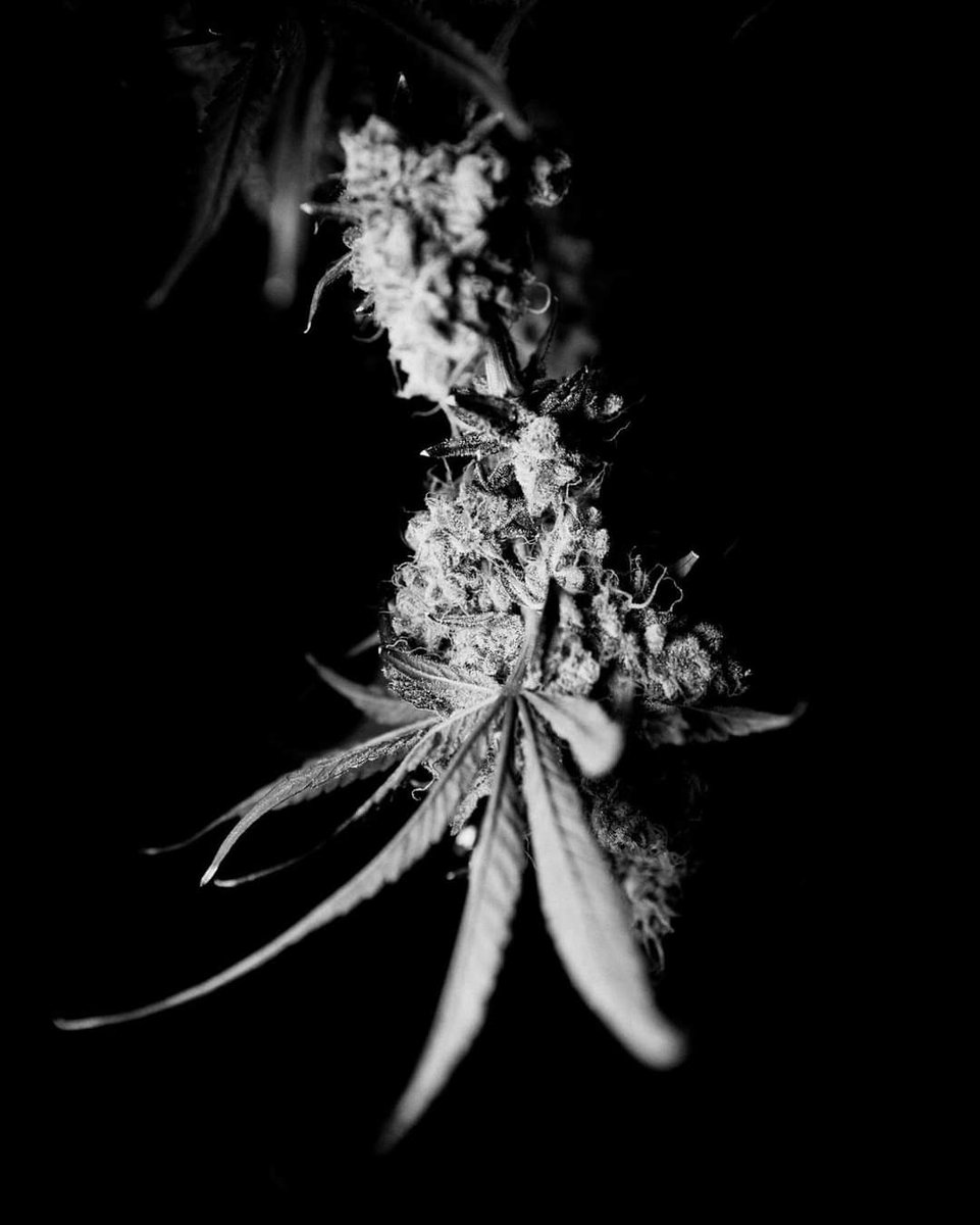 Is that a still from an Ingmar Bergman film or some premium product from Truro Cannabis? #trurocannabis #cannabis #canada #novascotia #canadiancannabis #nslc