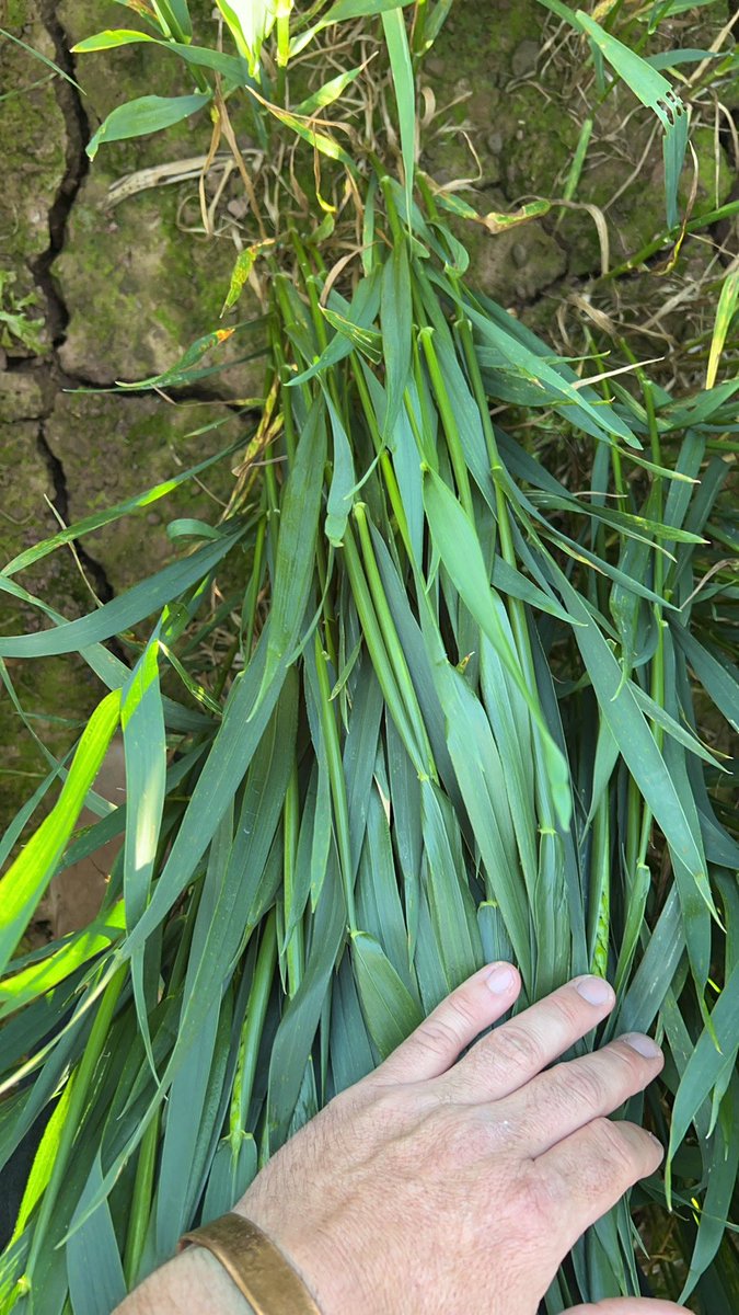 Kieran C Walsh tweet media