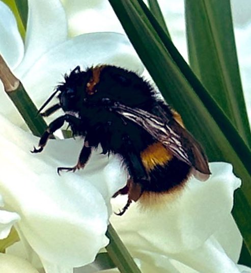 World Bee Day… #bumblebee #world #Buckinghamshire 🌟🐝