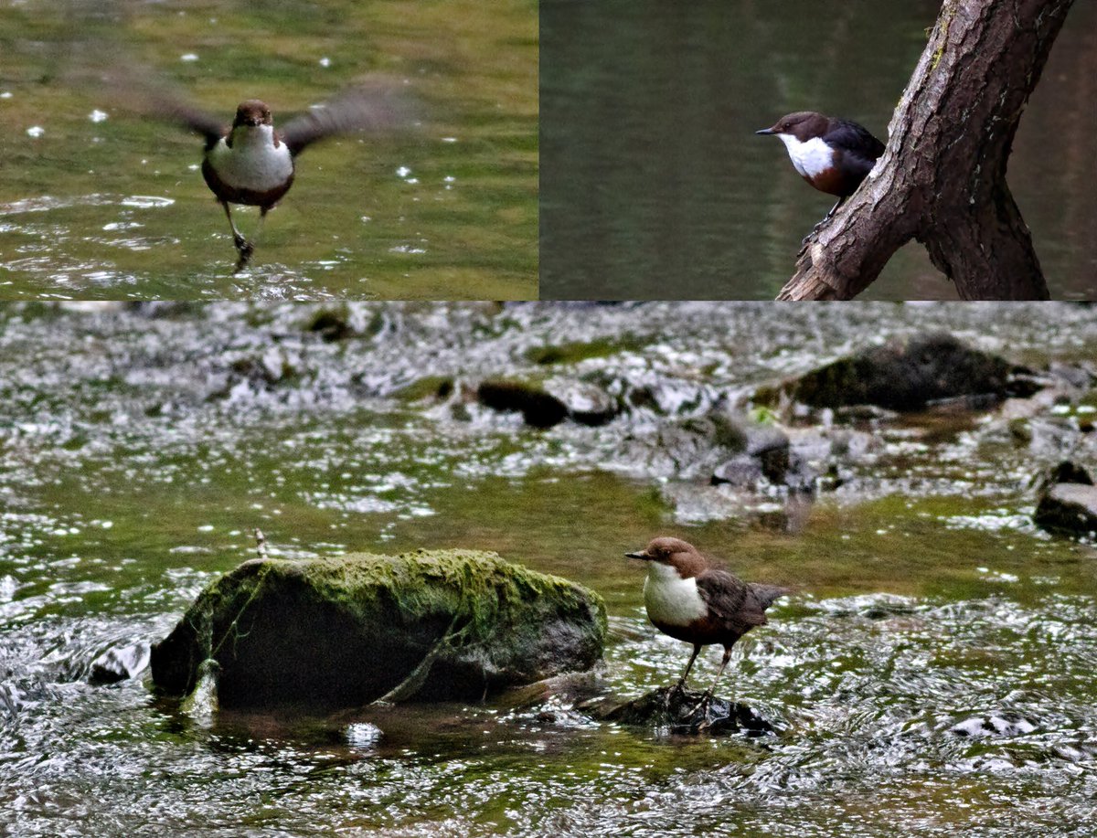 Good afternoon. Today in the Wyre Forest along Dowles Brook, always nice to see the Dippers.
