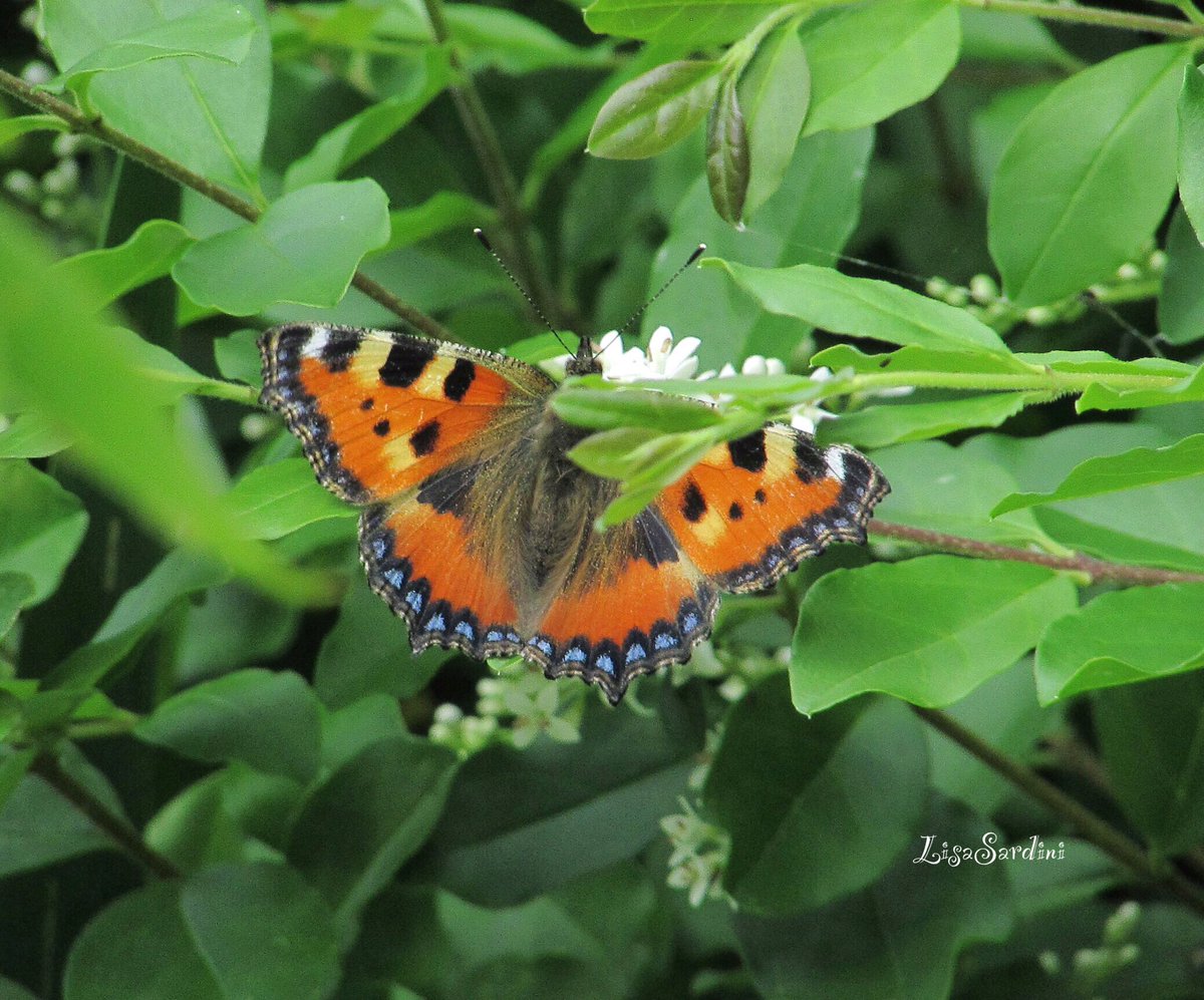 Nymphalis butterfly. The first time I can see it in my garden