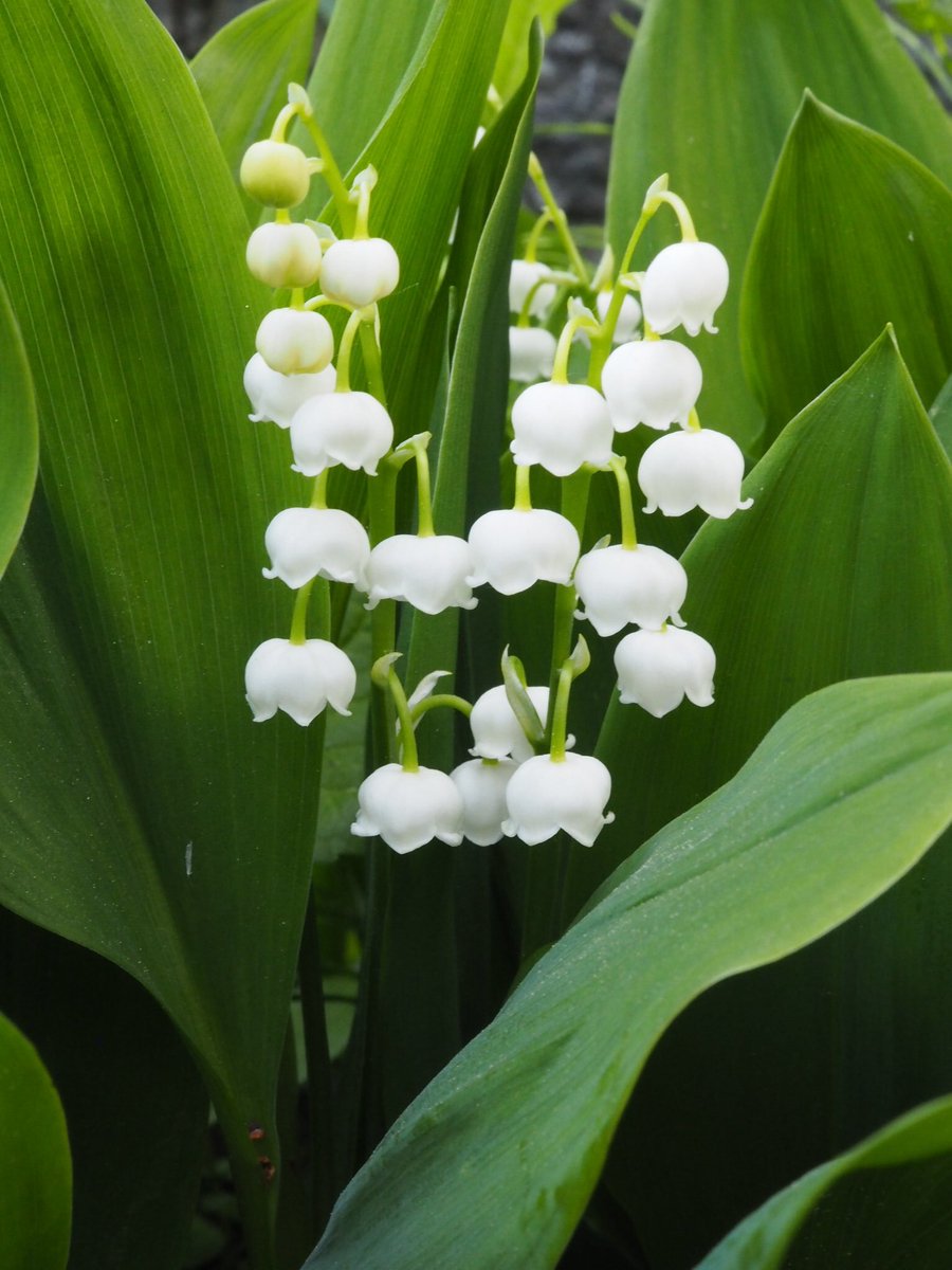The lily of the valley is in full bloom. I was also allowed to peek from below🥰