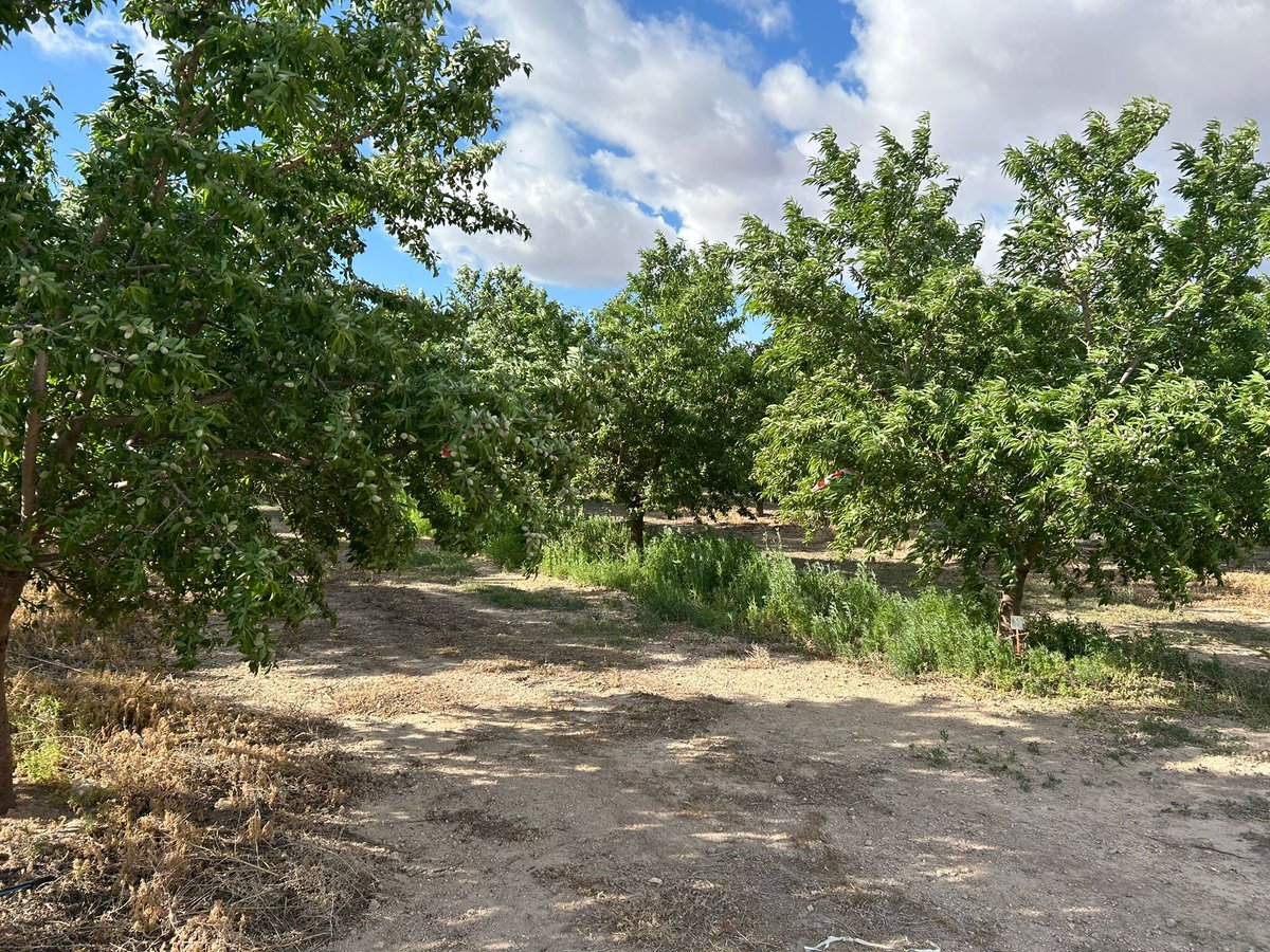 🗣️ El pasado martes presentamos en Tobarra (Albacete) los resultados de los #herbicidas Brixton y Mizuki en una parcela de #almendro variedad Penta.

🌿 Algunas de las #malashierbas a tratar eran del tipo Kochia, Conyzas, Malvas, Juncia y Grama.

#SIPCAMIberia #sanidadvegetal