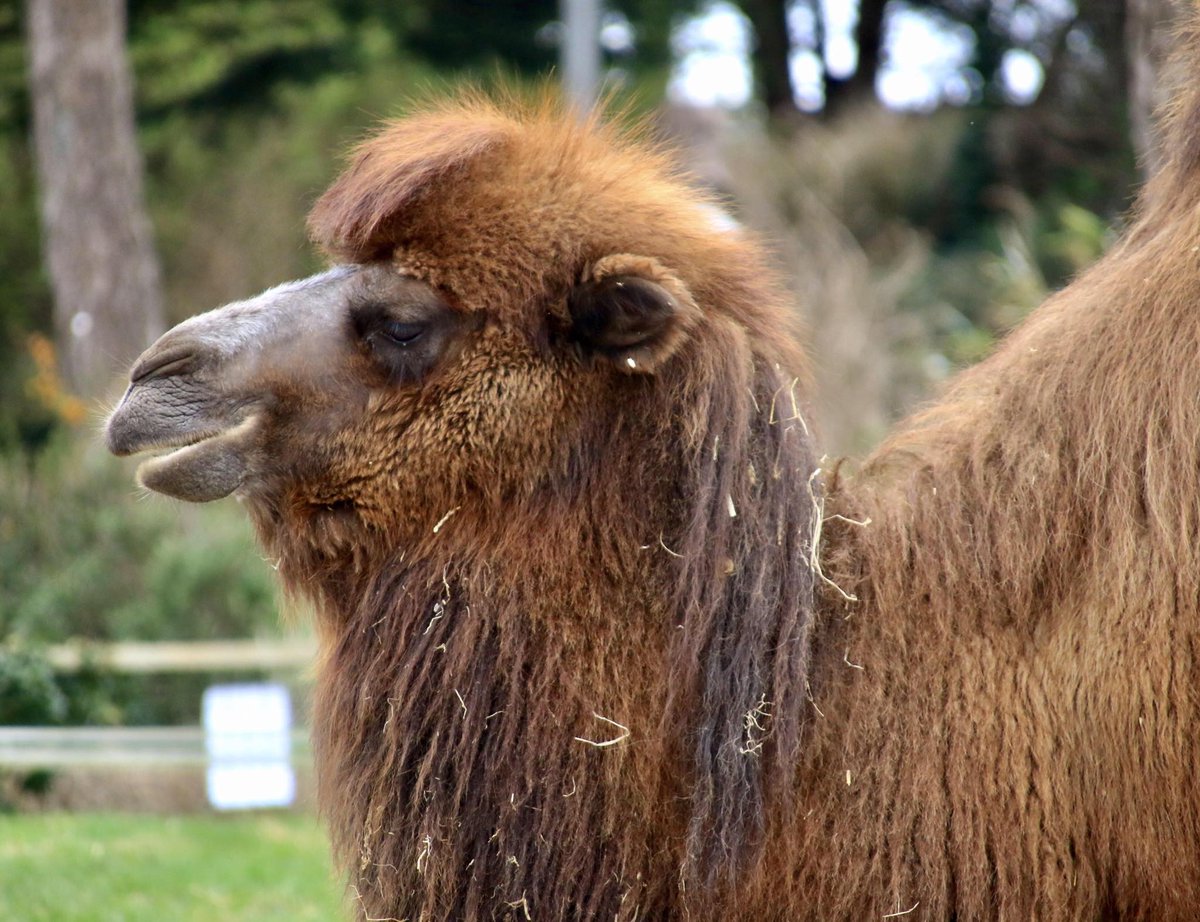 We continue the A to Z of Animals at the #WelshMountainZoo!! B is for Bactrian Camel 📝 Native to Mongolia and China, the stand out feature of the Bactrian Camel is its second hump. 📝 The hump stores fat that can be metabolised for energy 📸: Ian Tog #SupportingConservation