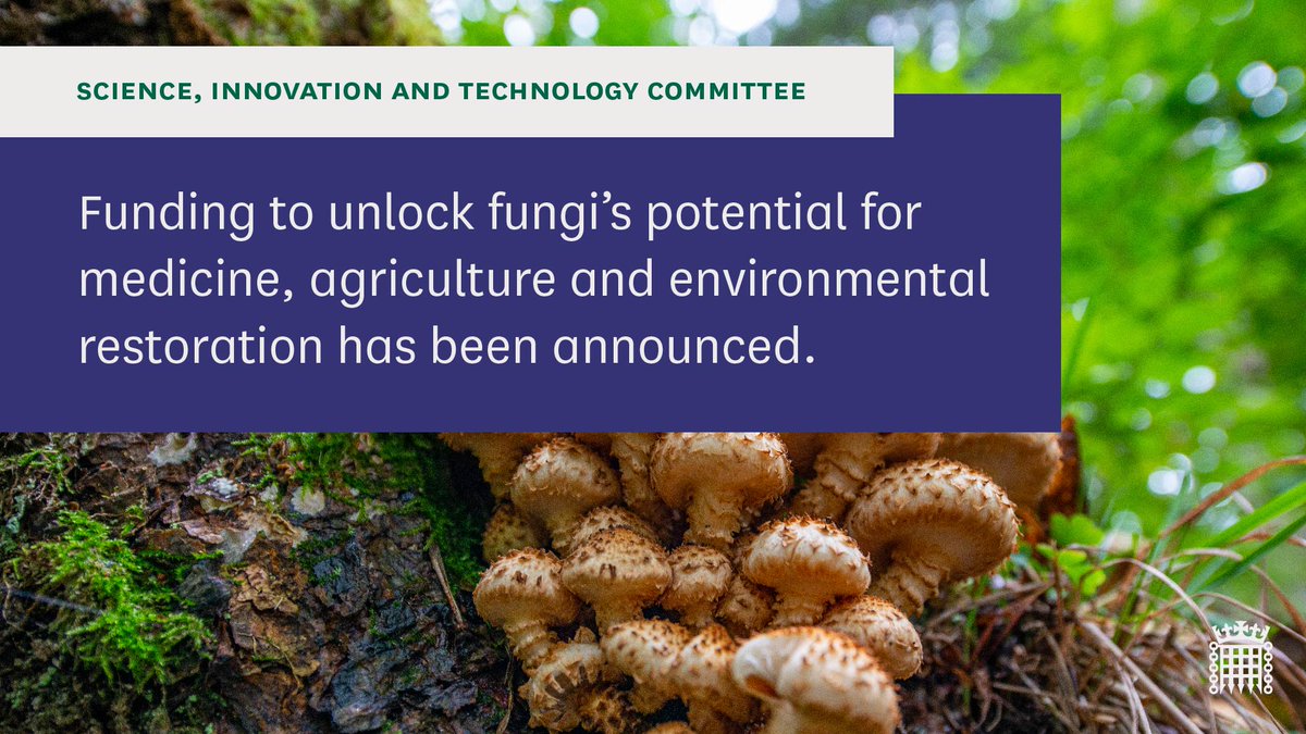 🍄 Today new funding was announced for @kewgardens & @NHM_London to unlock the potential of #fungi for medicine, agriculture, and the environment. ➡️ Find out more about our work on the topic: committees.parliament.uk/event/20606/fo…
