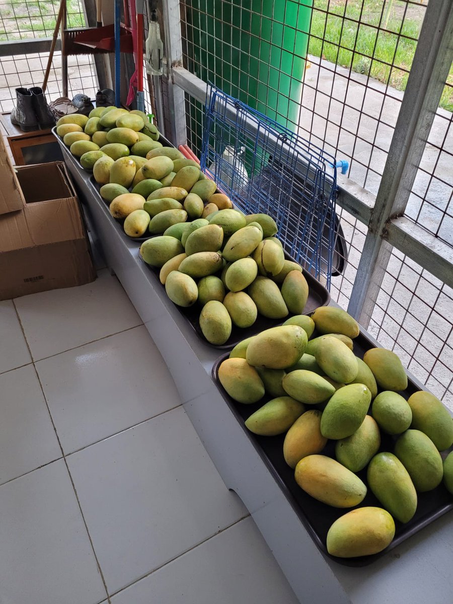 Pasithea Chan tweet media