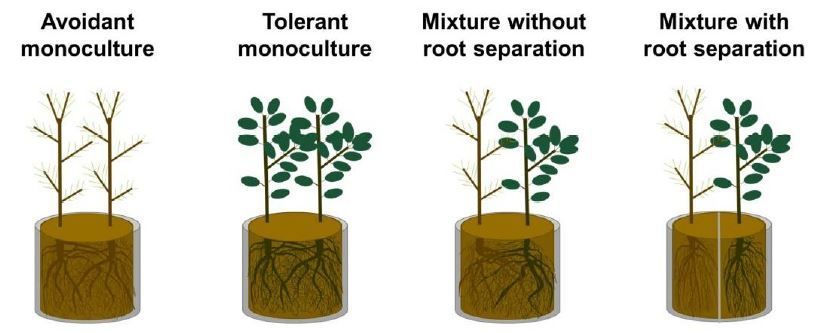 Isohydricity and hydraulic isolation explain reduced hydraulic failure risk in an experimental tree species mixture (Myriam Moreno, Guillaume Simioni, Hervé Cochard, Claude Doussan, Joannès Guillemot, Renaud Decarsin, et. al.) buff.ly/4bByYHq @ASPB #PlantSci