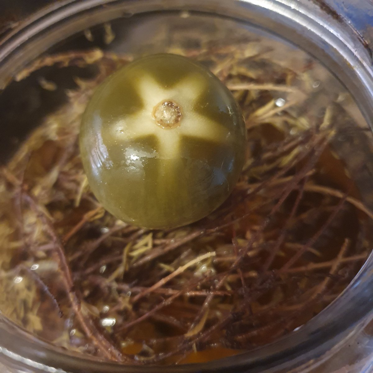 La magia del vinagre, tomate en adobo...