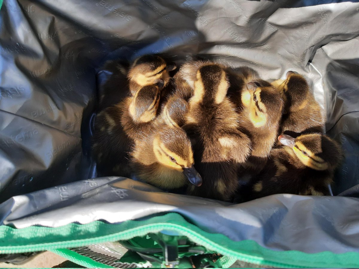We received a report of a family of ducks on the M4 earlier today near Swindon. One of our #ARV's attended. Sadly, the mother duck was deceased upon our arrival. We managed to save the remaining 9 ducklings. They were taken to @oakandfurrows for ongoing care. @ChrisGPackham