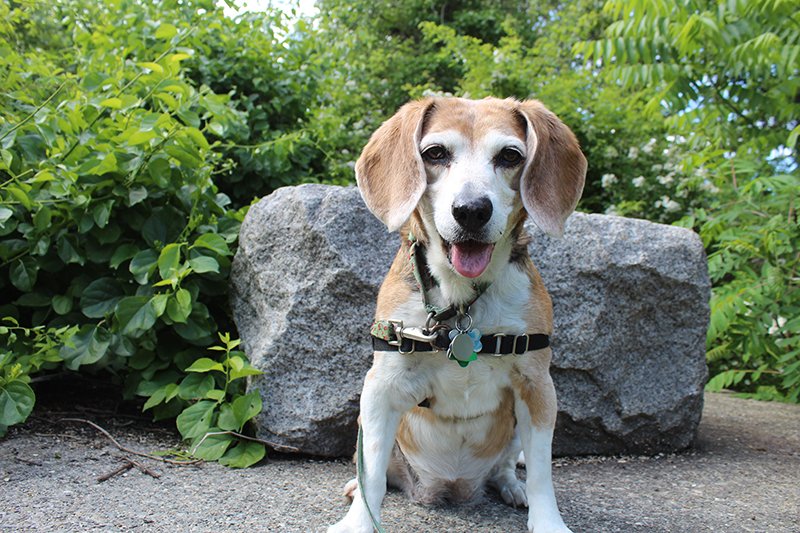 Happy National Rescue Dog Day! If you’re a fan of #beagles, check out how B.O.N.E.S. can match you with a loving, loyal furry friend! bonesbeagles.org/?page=adopt/pr… #adoptdontshop #rescuedog