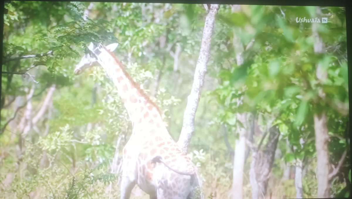 TitiNdema's tweet image. La musique de film.
Je disais il y'a quelques minutes,que les montants demandés par les 🇨🇲 sont plus élevés que ceux d'Afsud ou des USA.
D'où le fait que,pour le documentaire que vous verrez,nous n'ayons pas de musique du bled.... C'est d'une tristesse pour moi qui prône le 237.