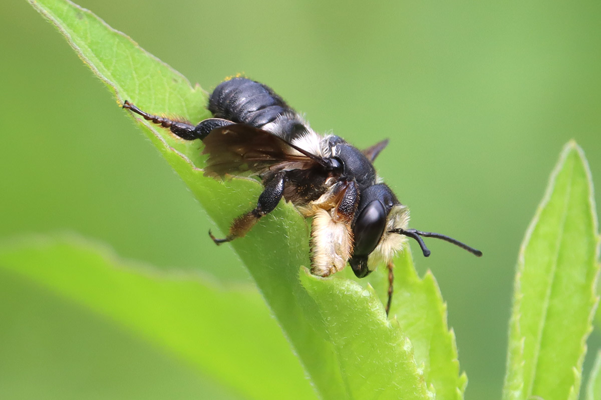 WFSU Ecology Blog tweet media