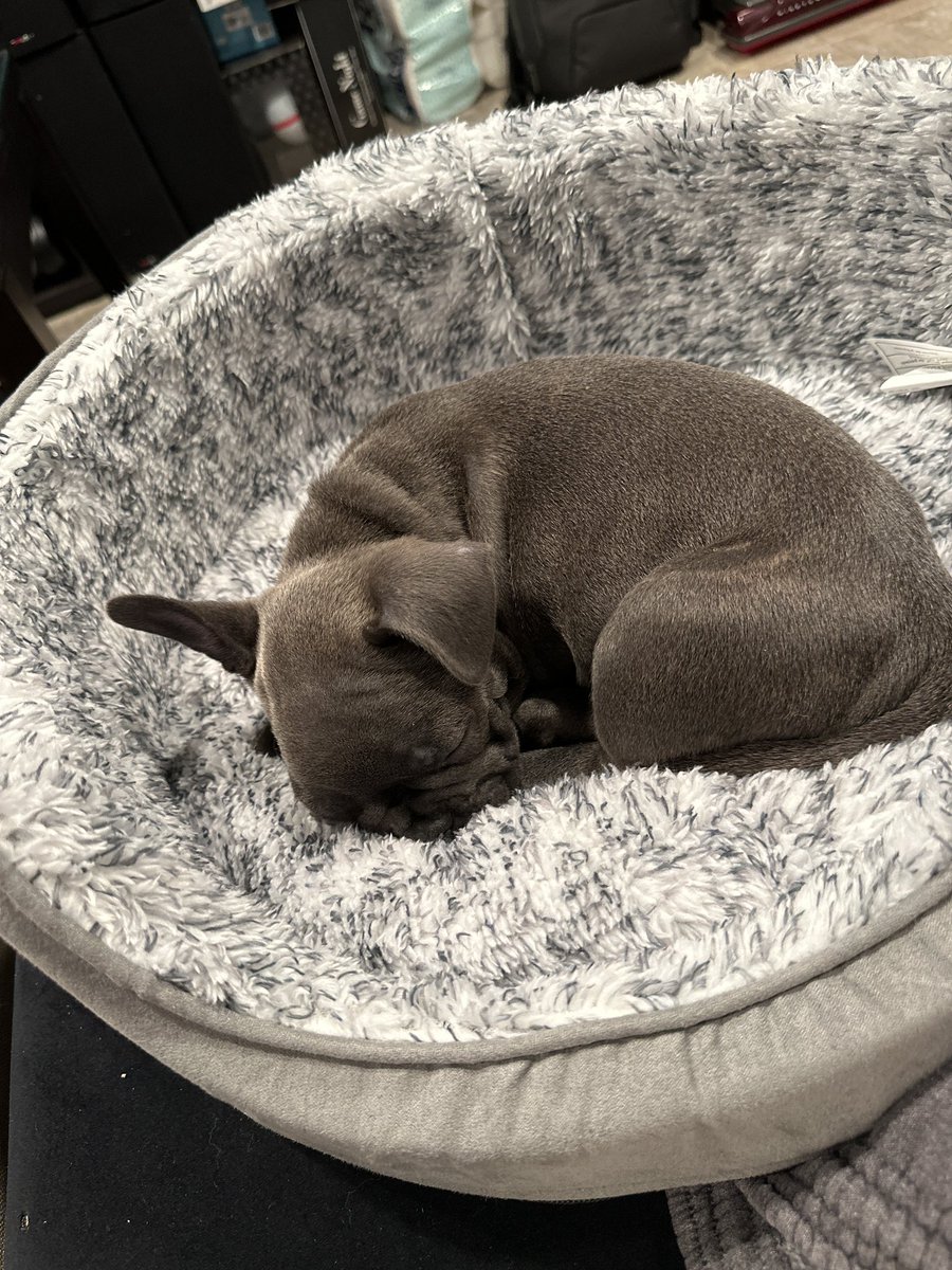 8Bit_Beni's tweet photo. My new puppy Pebbles! https://t.co/5QqipZ6NiX