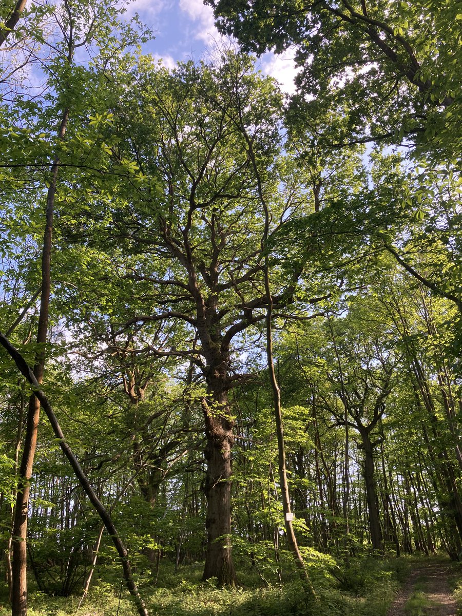 Meet Hercules, our tallest oak 😎🌳 He is ridiculously tall, from competing for light with his chums Given he is up in the clouds on the High Weald, he regales us with stories of watching the Battle of Britain For humans, 84 years ago. For Hercules, a bit like last Tuesday
