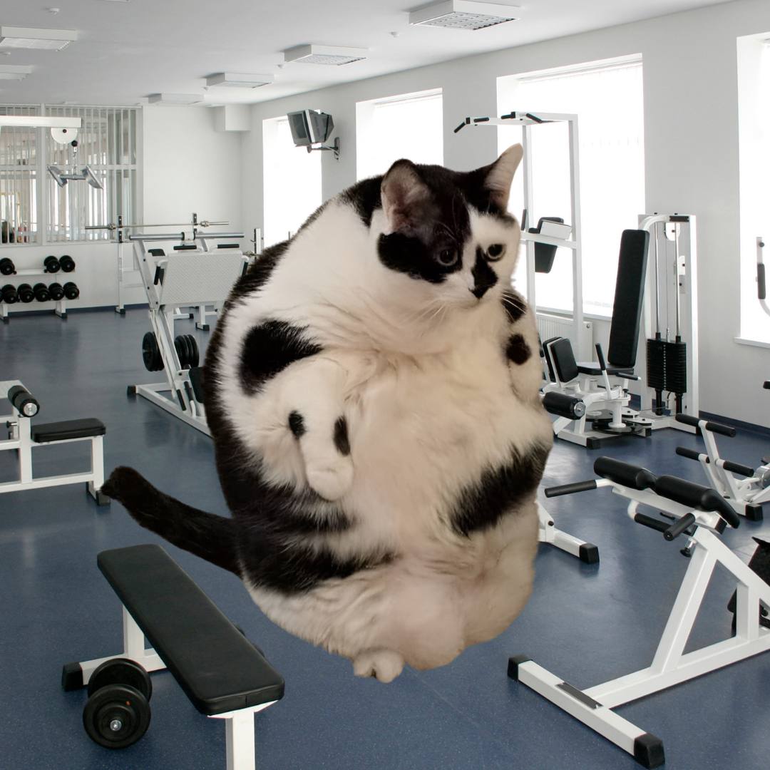 ChunkiOnSol's tweet photo. $CHUNKI at the gym workin out his stomach

https://t.co/XWG6WB1EpE 

7FKJdUtHyHtrFTTF9JYYTPsUwGCGcWGsKKtqZSm96akq https://t.co/ompp5CE4PF