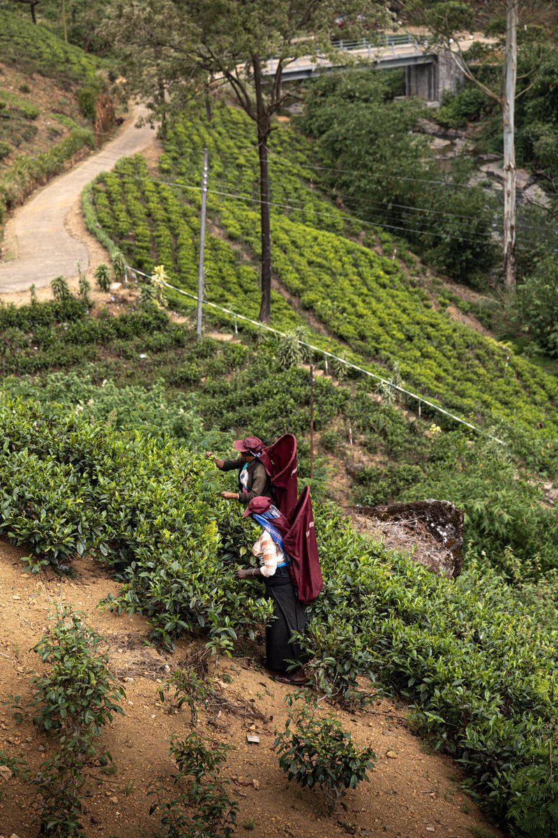Tea plantations | Sri Lanka