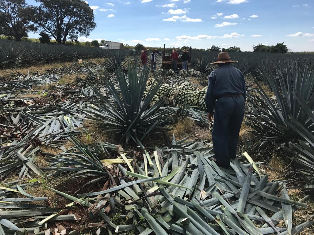 Agricultura_mex's tweet photo. ¿Eres productor de agave y te interesa conocer más al respecto? ��Forma parte del #AgaveFest!

Esta exposición promueve los productos derivados del agave: Sotol, Raicilla, Bacanora, Mezcal y Pulque.

📅 Del 5 al 7 de septiembre
📌 World Trade Center https://t.co/25qBh2eR8t