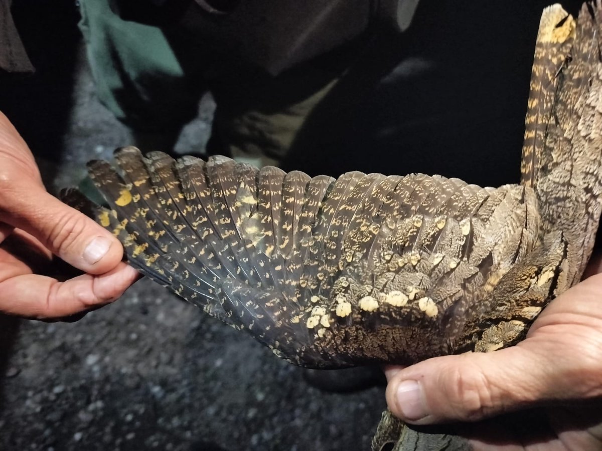 West Midlands Ringing Group tweet media