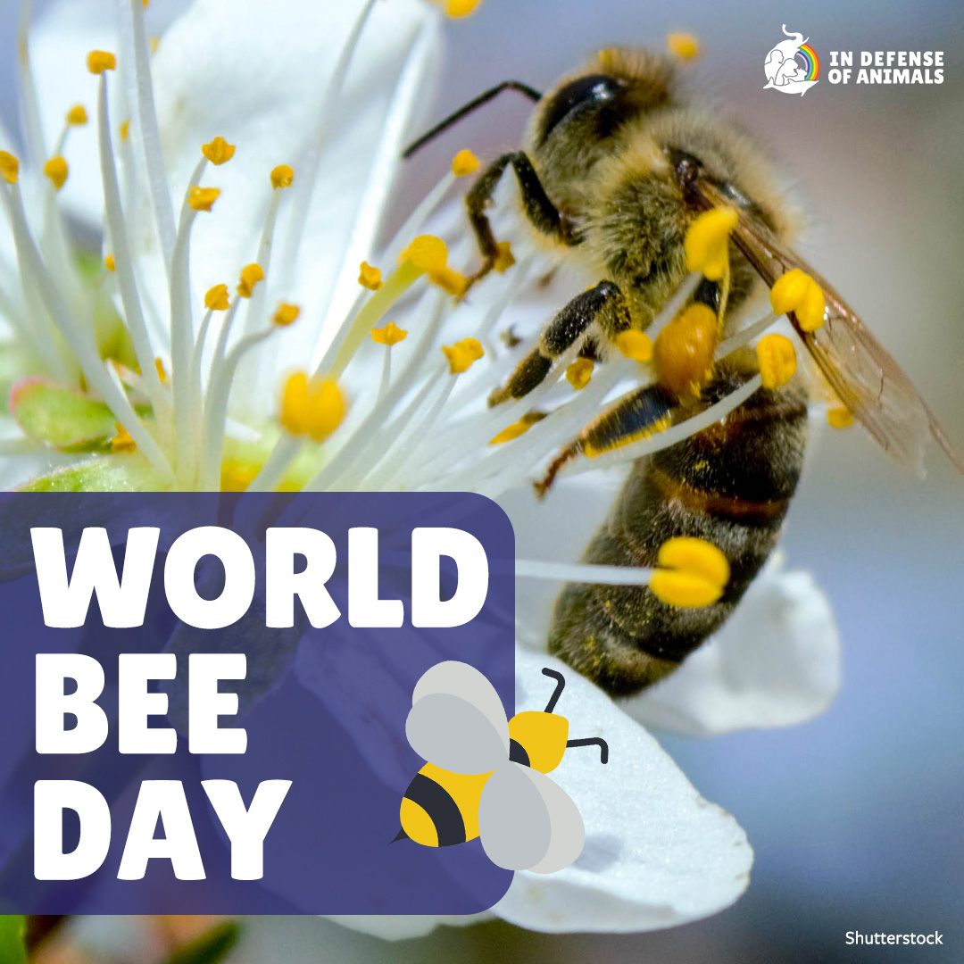 #WorldBeeDay’s theme this year is “Bee Engaged With Youth,” to highlight the importance of involving the next generations in pollinator conservation. Learn more: bit.ly/44N3Qm2
