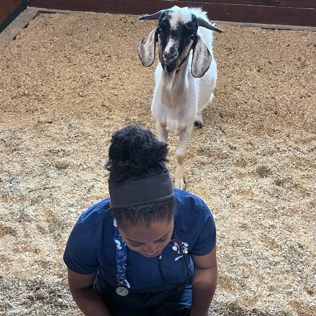 Just another day at the Houston SPCA's campus for all animals, where Dr. Brown is hard at work entering her medical notes with her trusty goat assistant by her side. 🐐🩺 Who said goats can't help with data entry? #TeamWork #GoatAssistant #HoustonSPCA #AnimalCare 🐾