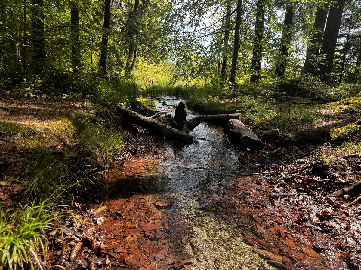 gammalhaexa's tweet photo. Bacher über Bacherl, und Blubberwossa😂 heid moi an am andern See (heute ein anderer See, mit vielen Bächen und Quellen) !B #bayern #Natur #schee https://t.co/J7XhZuPucW