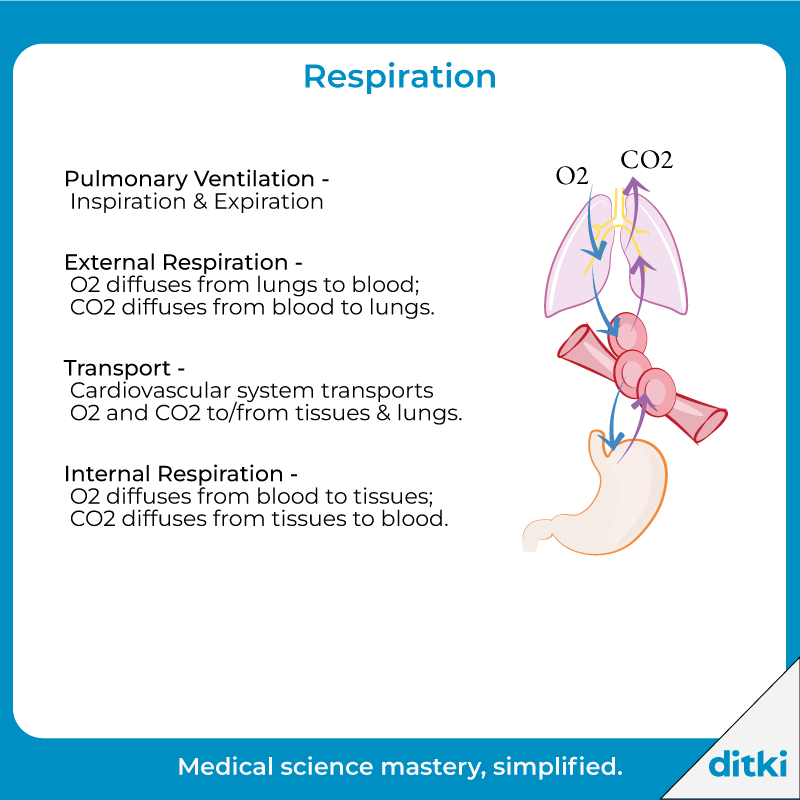 NEW Respiratory Physio art coming soon!

l8r.it/6MYB

#ditki #usmle #meded #medschool #medstudent #physiology #respiratoryphys #physio #pathophys
#nursing #pance #physicianassistant #osteopath #allopath #medicine #science #healthscience #nurse #premed #mcat #mbbs