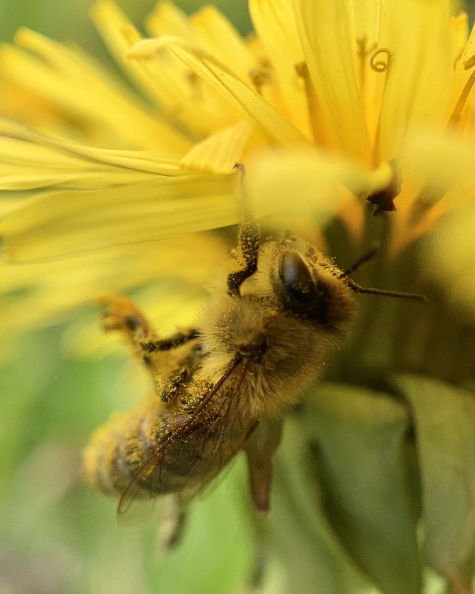 #AlphabetChallenge #WeekU 
‘U’ is for ‘Upsidedown’

Lil’ bee, covered in pollen, bathed in soft yellow light, climbs on the underside of a dandelion

#bees #WorldBeeDay