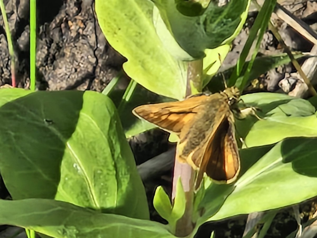 bobhogrunner's tweet photo. @teesbirds1 @teeswildlife @nybirdnews @Natures_Voice #LargeSkipper,#Commonblue,#DingySkipper and #Peacockbutterfly from S Gare this PM. https://t.co/oR81DuMJDw
