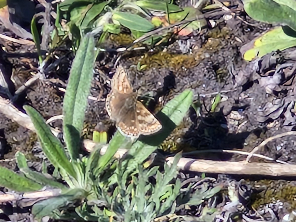 bobhogrunner's tweet photo. @teesbirds1 @teeswildlife @nybirdnews @Natures_Voice #LargeSkipper,#Commonblue,#DingySkipper and #Peacockbutterfly from S Gare this PM. https://t.co/oR81DuMJDw