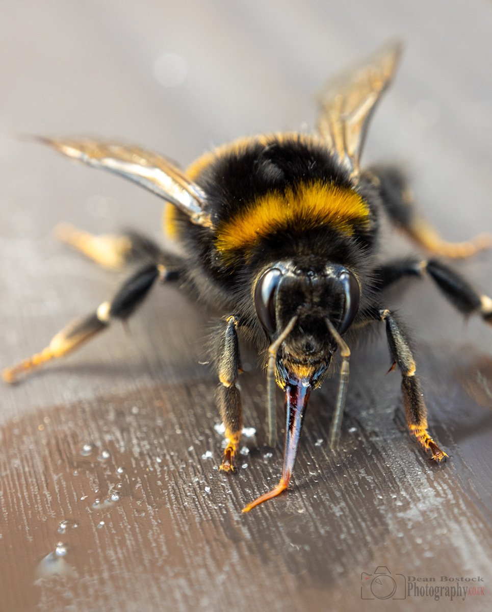 D_BostockPhoto's tweet photo. Its World Bee Day ....

@OMSYSTEMcameras 
@ChrisGPackham 
@BBCSpringwatch 

#SaveTheBee #worldbeeday 
#bees #bumblebees #insect 
#macrophotography 

Image by me with Olympus EM1 12-50mm M.Zukio lens
f8@1/25 ISO200 43mm https://t.co/Y8hBJSpWIX