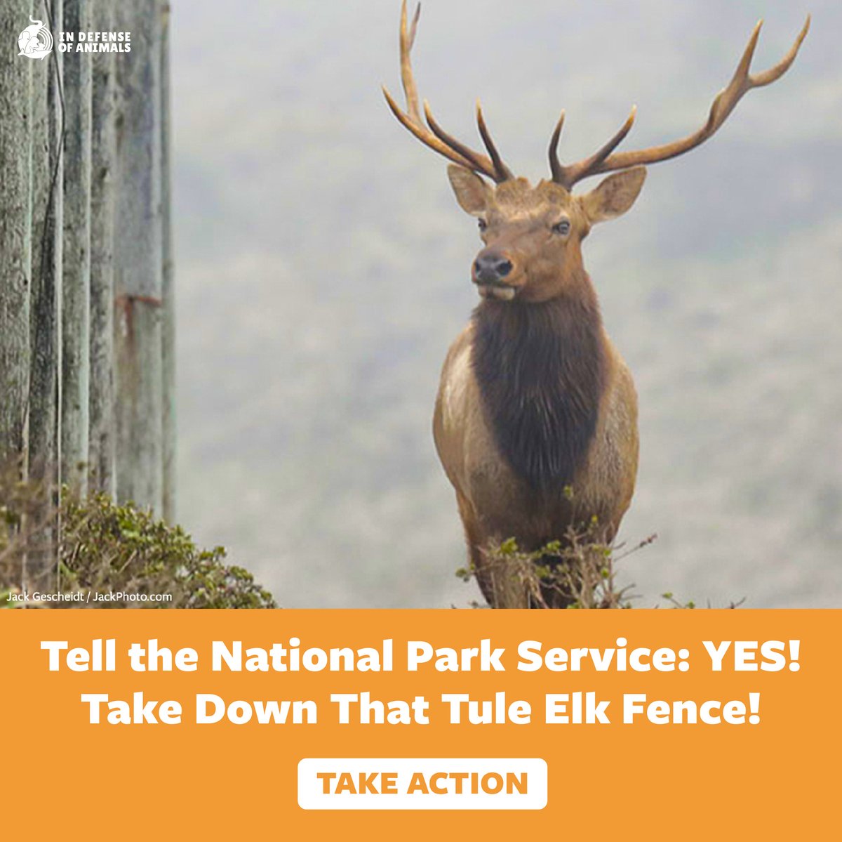 Comment NOW (by June 5) to National Park Service @PointReyesNPS — support its wonderful, historic proposal to remove the deadly fence of the #TuleElk Reserve at #PointReyesNationalSeashore. Take action: bit.ly/4dJGSjW Pls RT and support our work: bit.ly/3V2mjrE
