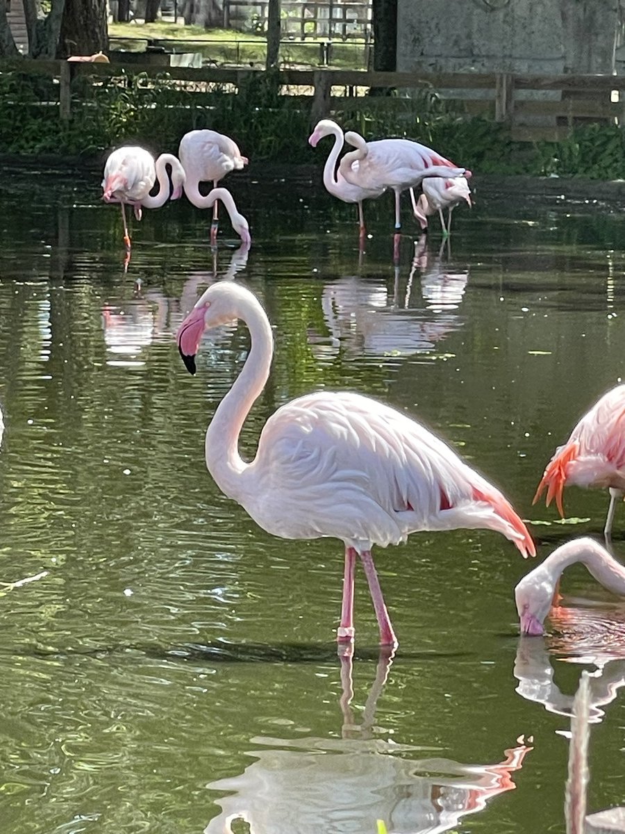 icoyo_ryoco's tweet photo. 海の中道海浜公園
動物園もあるって知ってましたか?
🔹放し飼いのイ��コがおむかえしてくれる！
🔹とにかく愛らしいプレーリードッグ❣️ずって見ていたい💓
🔹水辺のフラミンゴの群れが素敵
🔹この子だけ、群れから離れて
ずーっと飼育員さんを待ってる🥰
#海の中道海浜公園 
#どうぶつえん https://t.co/dsrKt63R3I