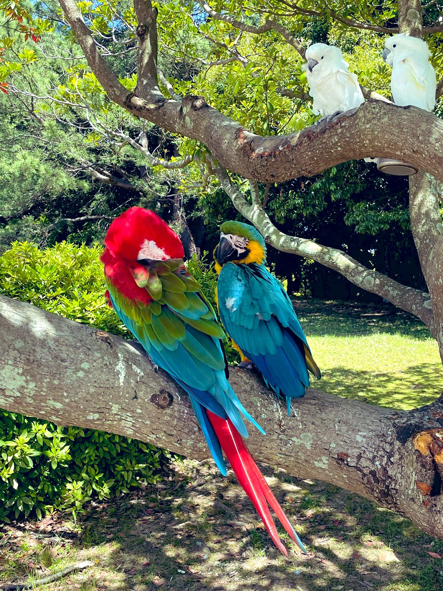 icoyo_ryoco's tweet photo. 海の中道海浜公園
動物園もあるって知ってましたか?
🔹放し飼いのイ��コがおむかえしてくれる！
🔹とにかく愛らしいプレーリードッグ❣️ずって見ていたい💓
🔹水辺のフラミンゴの群れが素敵
🔹この子だけ、群れから離れて
ずーっと飼育員さんを待ってる🥰
#海の中道海浜公園 
#どうぶつえん https://t.co/dsrKt63R3I