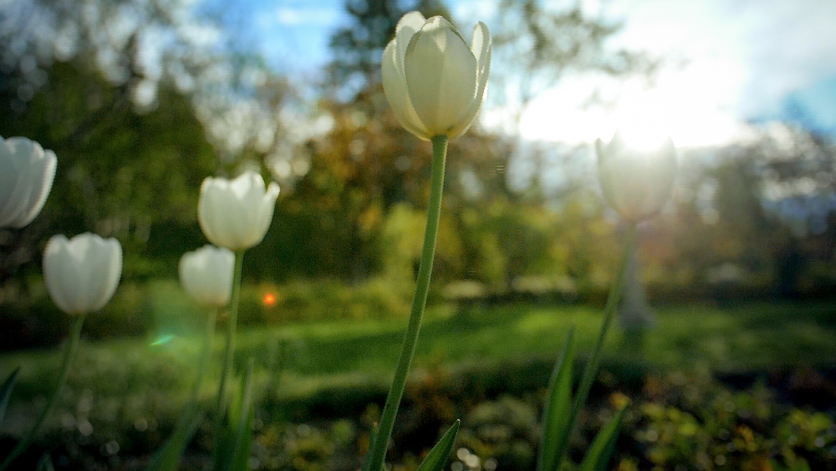 Garden bathing...Sounds divine? Québec's Reford Gardens is the perfect place to immerse in nature's #beauty. On #HealingGardens at 9:30pm ET, Charlie explores this 4th generation, family-owned 100 acres that gave creator Elsie Reford the inspiration for her daily #garden diaries.