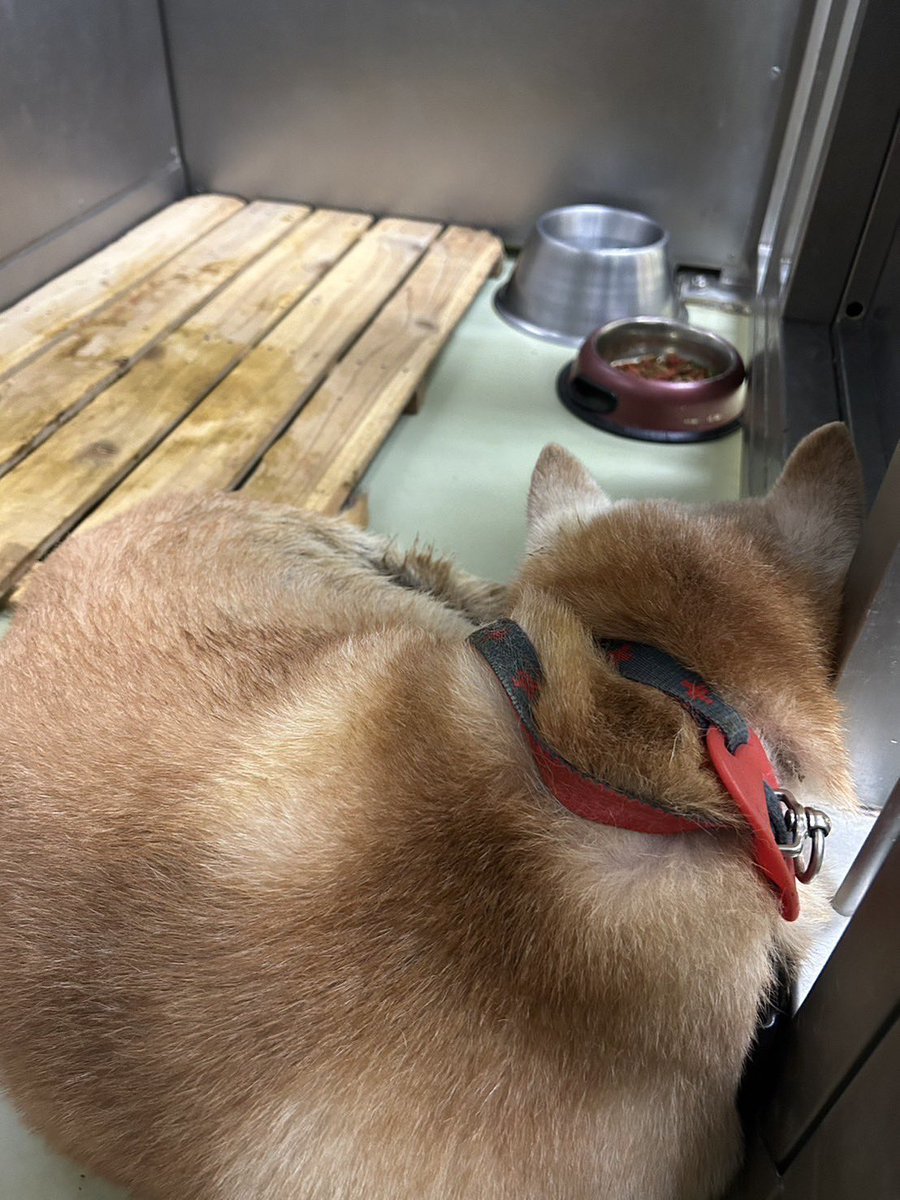 ネコリパブリック首相あさか tweet media