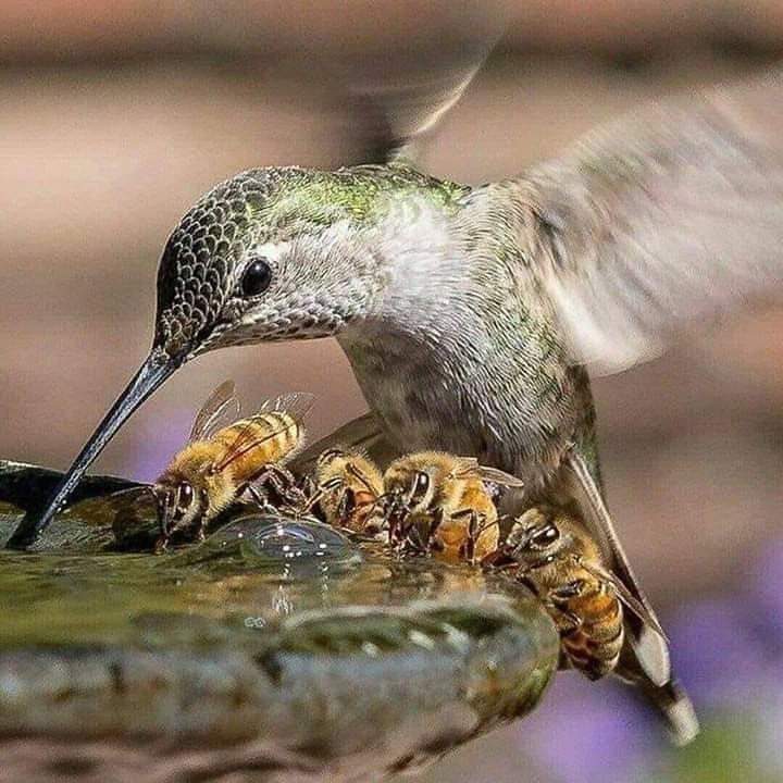 Hoy es el día mundial de la abeja 🐝🐝🐝 cuidemoslas sin ellas no habría vida en el 🌎🌍 planeta....