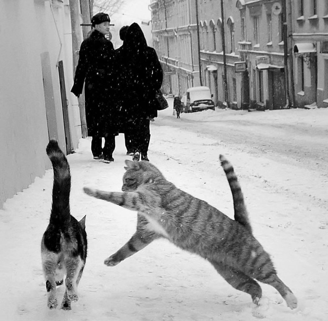 Cats are playing in the snow. ❄️

📷 Juha Metso
