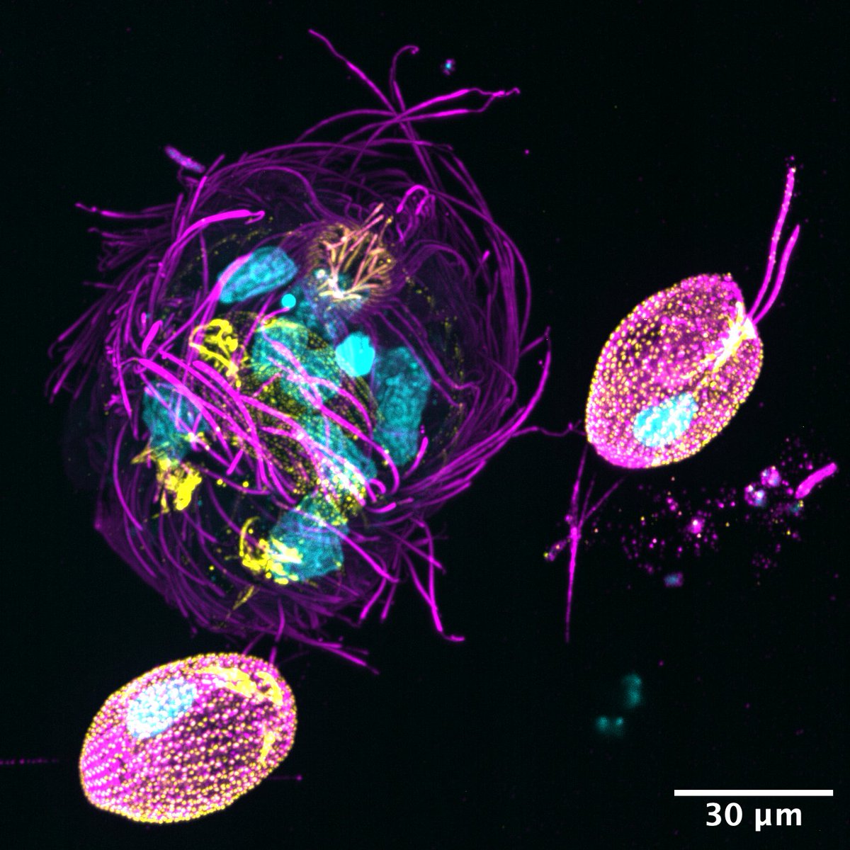 Holly Moeller, @mixotrophe at other places too tweet media