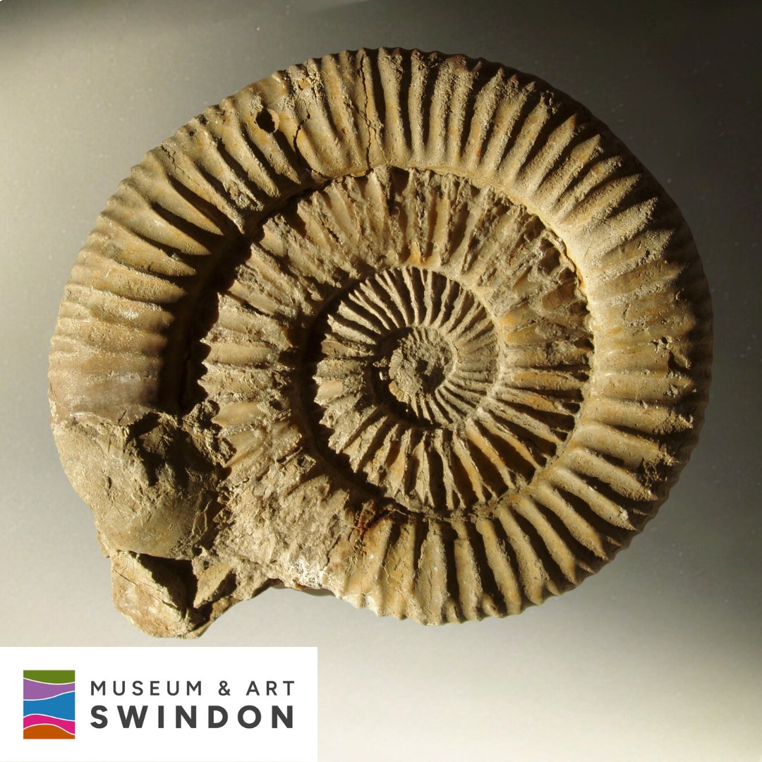 Did you know our first curator, Charles Gore, was a geologist? He even had an ammonite named after him! This “Crendonites gorei” is around 145 million years old, and was found by Gore in the Cockly Bed of the Portland Stone on Swindon Hill. #Swindon #Geology #History