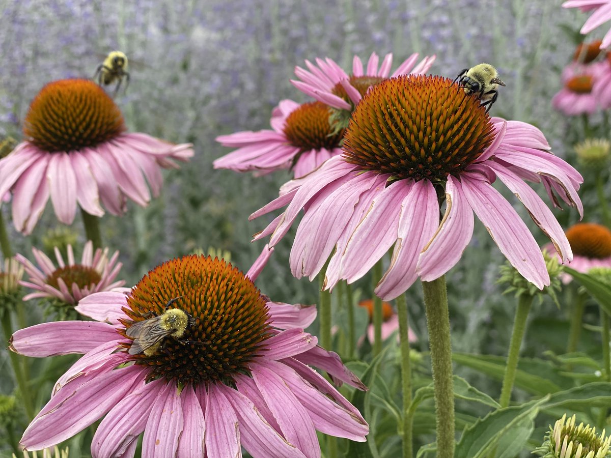 Happy World Bee Day from my garden to yours!

Making bees happy makes me happy. 🐝💛

#WorldBeeDay #ProtectPollinators